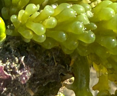 Caulerpa racemosa