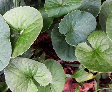 Centella asiatica