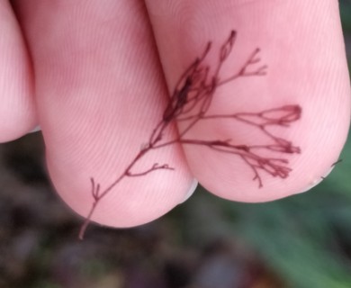 Centroceras clavulatum