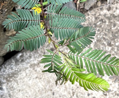 Chamaecrista nictitans