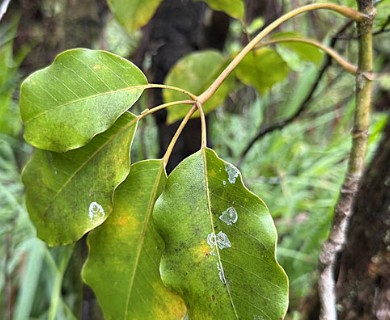 Cheirodendron trigynum