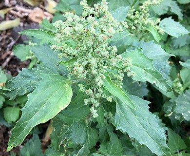 Chenopodiastrum murale