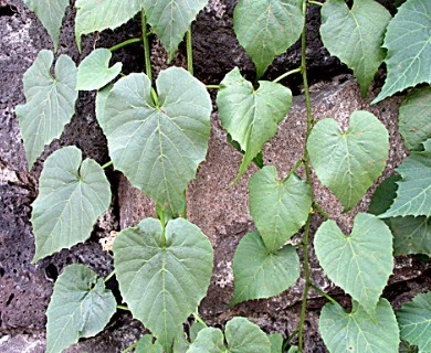 Cissus verticillata