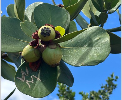 Clusia rosea