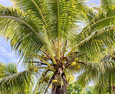 Cocos nucifera