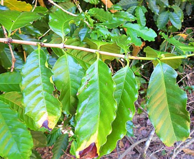 Coffea arabica