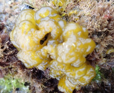 Colpomenia sinuosa