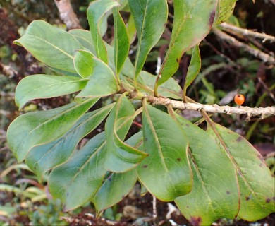 Coprosma ochracea