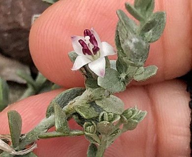 Cressa truxillensis