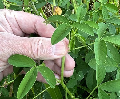 Crotalaria incana