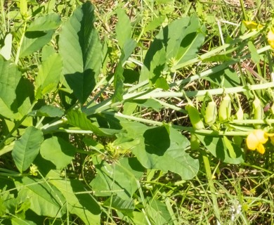Crotalaria spectabilis