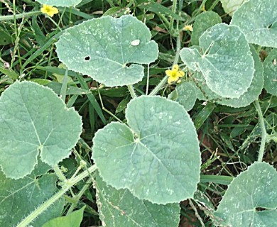 Cucumis dipsaceus