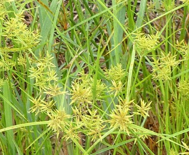 Cyperus polystachyos