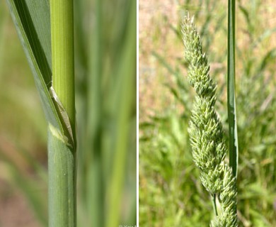 Dactylis glomerata