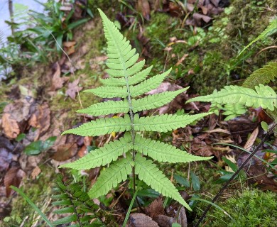 Deparia petersenii