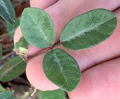 Desmodium incanum