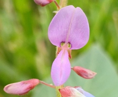 Desmodium intortum