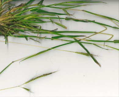 Dichanthium aristatum