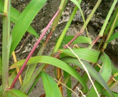 Digitaria ciliaris