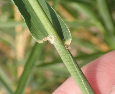 Digitaria insularis