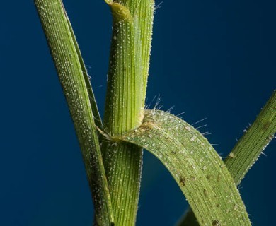Distichlis spicata