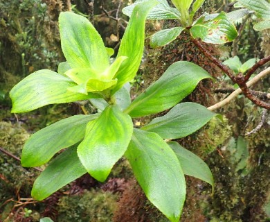 Dubautia laxa