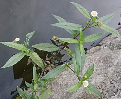 Eclipta prostrata