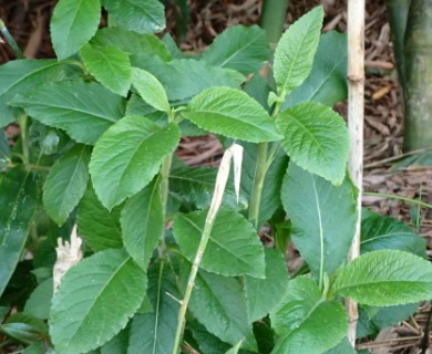 Elephantopus mollis