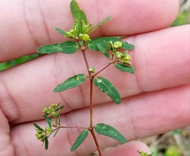 Euphorbia hyssopifolia