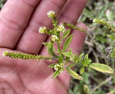 Euploca procumbens