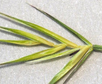 Festuca bromoides