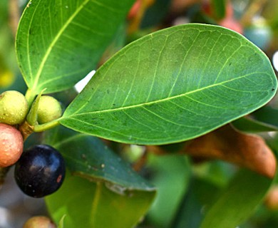 Ficus microcarpa