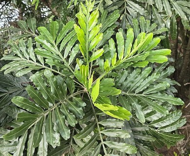 Filicium decipiens