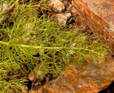 Foeniculum vulgare