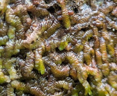 Frullania hypoleuca