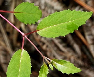 Fuchsia magellanica