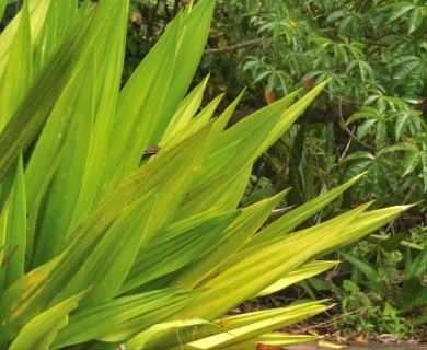 Furcraea foetida