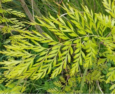 Grevillea robusta