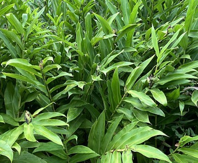 Hedychium coronarium