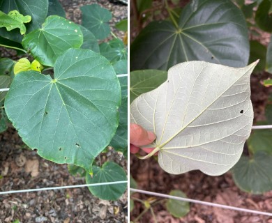 Hibiscus tiliaceus