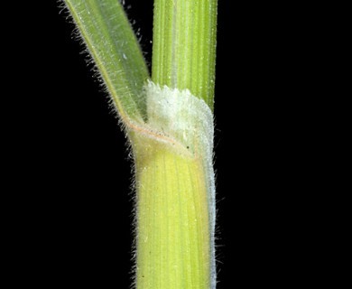Holcus lanatus