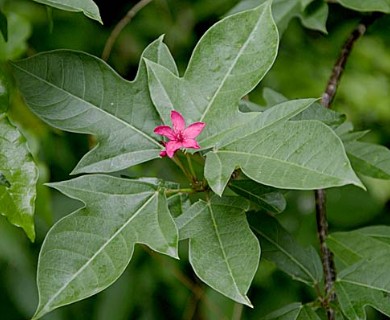 Jatropha integerrima