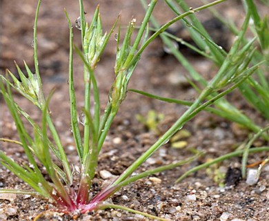 Juncus bufonius