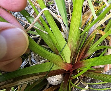 Juncus planifolius