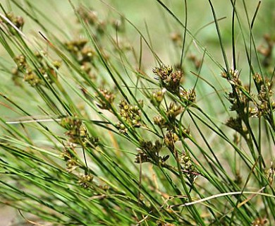 Juncus tenuis
