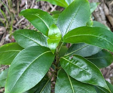 Kadua acuminata