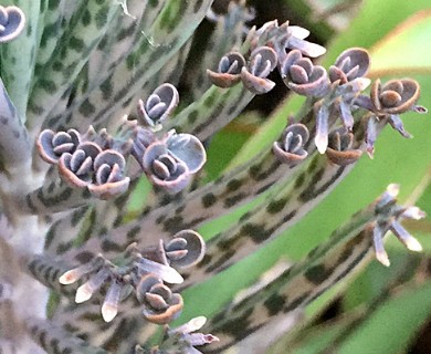 Kalanchoe delagoensis