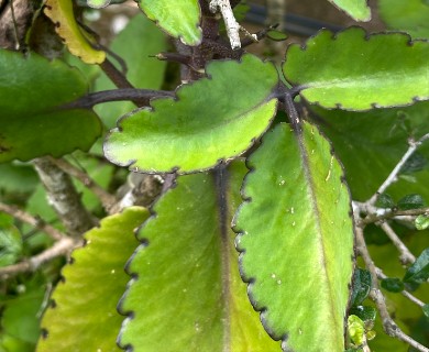 Kalanchoe pinnata