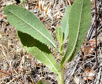 Lactuca serriola
