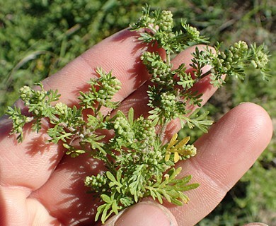 Lepidium didymum